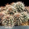 Pyrrhocactus_andreanus